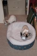 more kittens